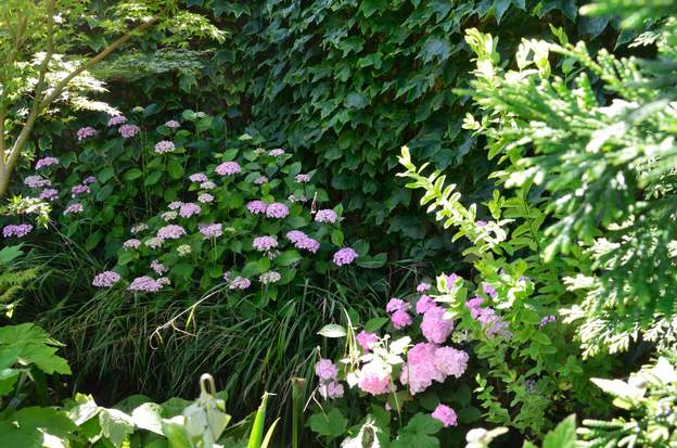 Hydrangea macrophylla 'Ayesha' 2016 06 à droite il y a aussi le 'Preziosa'qui va disparaitre, alors que le premier résiste mieux à la chaleur et la sécheresse.