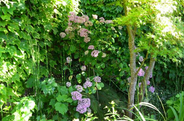 Hydrangea macrophylla 'Ayesha' 2026 06 L'eau hivernale abondante lui a permis de pousser très vigoureusement.