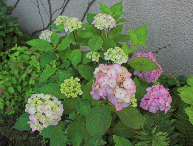 Hydrangea macrophylla 'Preziosa' 2009