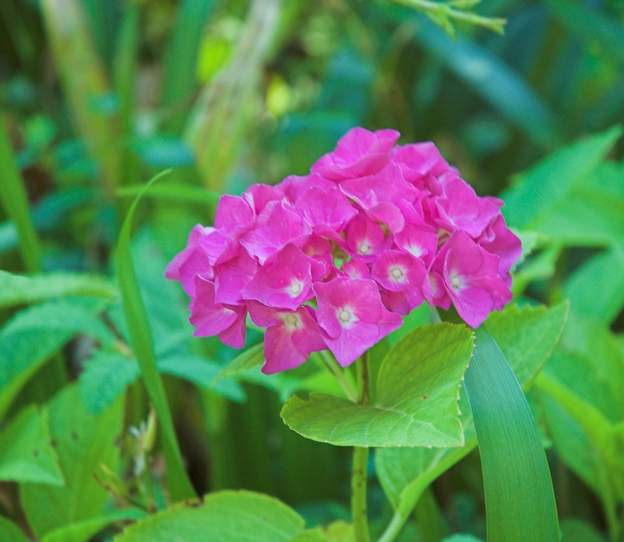 Hydrangea macrophylla 9990