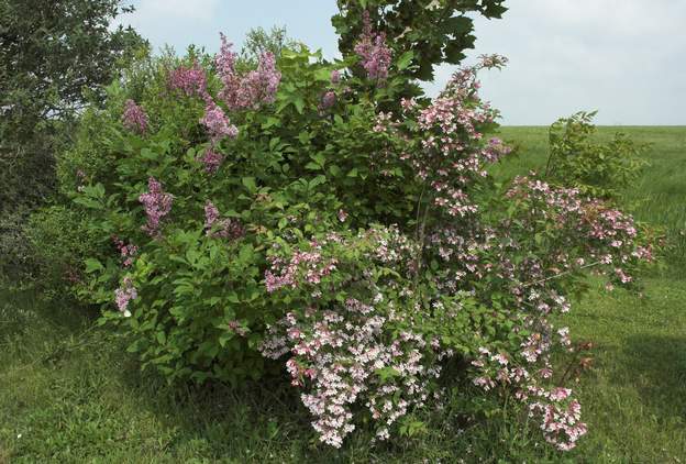 Syringa josyflexa et kolkwizia N'aime pas la chaleur de chez nous, 3/4 mort en 2013.