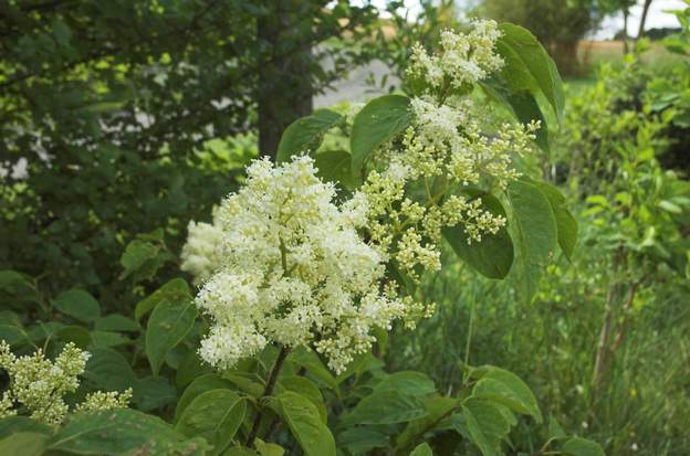 Syringa reticulata 'Regent' Ce lilas a une floraison très tardive, fin mai Son odeur est presque celle du troène (et sa fleur aussi, d'ailleurs)