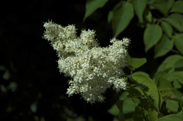 Syringa reticulata 'regent' 2