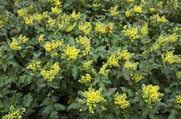 floraison de l'aquifolium