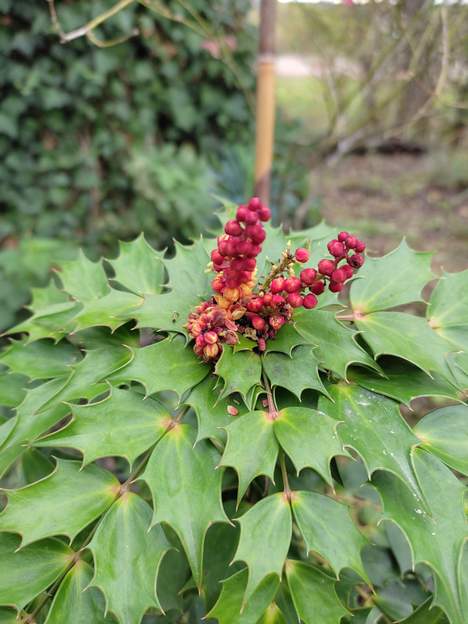 Mahonia nutens 'Cabaret' 2023 11 Le seul de nos mahonia qui ait des fleurs orange. Joli, hein ?