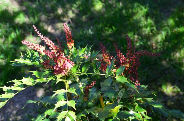Mahonia nutens 'Cabaret' 2025 09