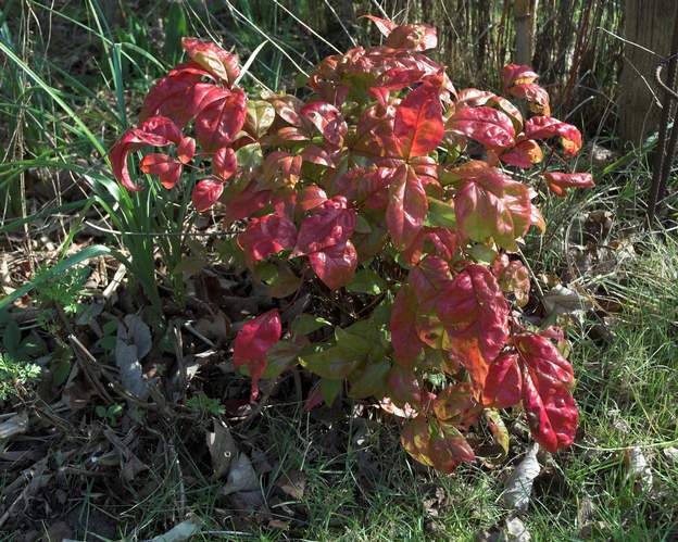 Nandina domestica 'Fire Power' 2009 02 Elle ne pousse pas en hauteur, reste à 50 cm mais s'étoffe un peu, sans plus.