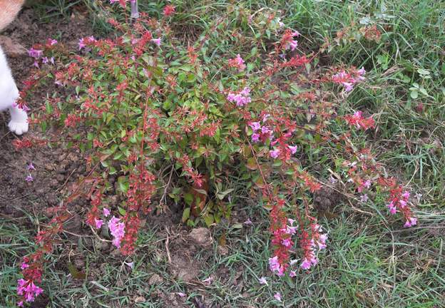 Abelia grandiflora 'Edouard Goucher'