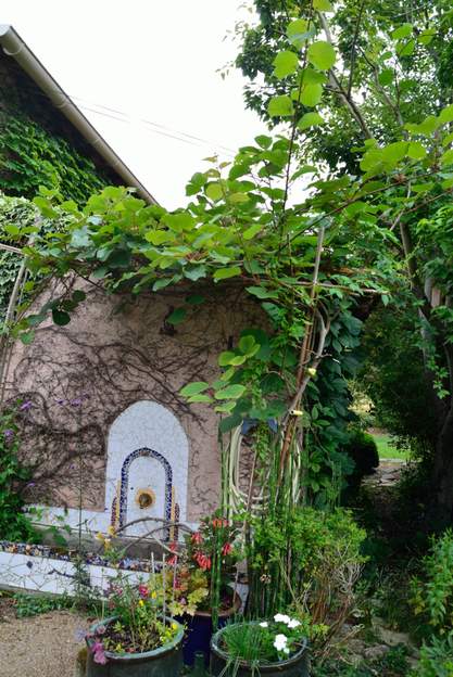 Actinidia deliciosa 'Hayward' f 2021 Kiwi femelle. Plantée en 2009 je crois. En pleine forme, à part qu'elle n'a jamais fait une fleur. Grimpe dans l'arbre (érable). non, non !