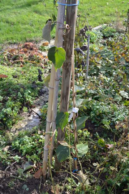 Actinidia deliciosa 'Hayward' m 2012 Le kiwi normal, là c'est le mâle. Planté en 2011, il a grillé en 2013, est un peu reparti et grillé définitivement l'année suivante.