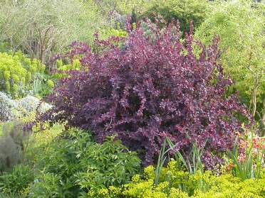 berberis
