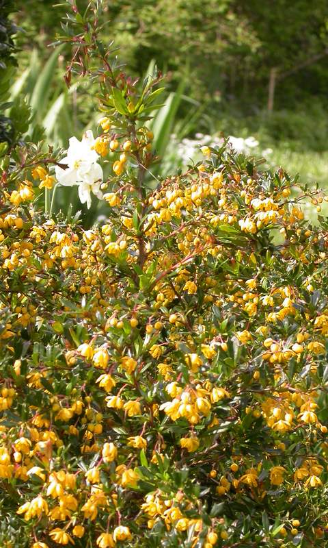 fleurs du  'Corallina Compacta'