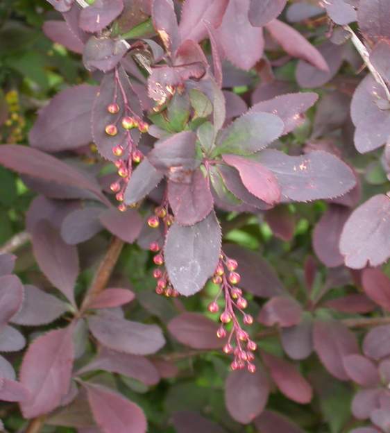 boutons de l'amurensis