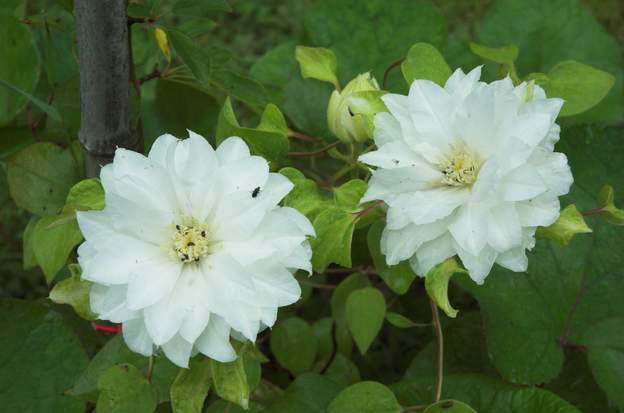 Clematis 'Artic Queen' 1 Connue aussi sous le nom de 'Marie Boisselot ; plantée en 2011. Disparue aussi sec.