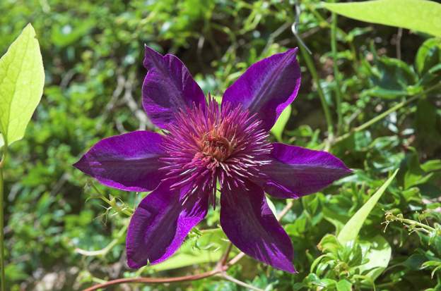 Clematis 'Multi Blue' 1 Mutation de 'The President', très reconnaissable à cause des pétaloides nombreux au milieu de la fleur.