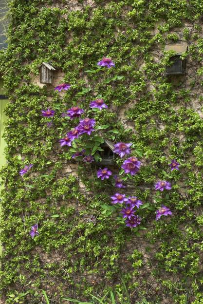 Clematis 'Multi Blue' Mutation de 'The President', très reconnaissable cause des pétaloides nombreux au milieu de la fleur.