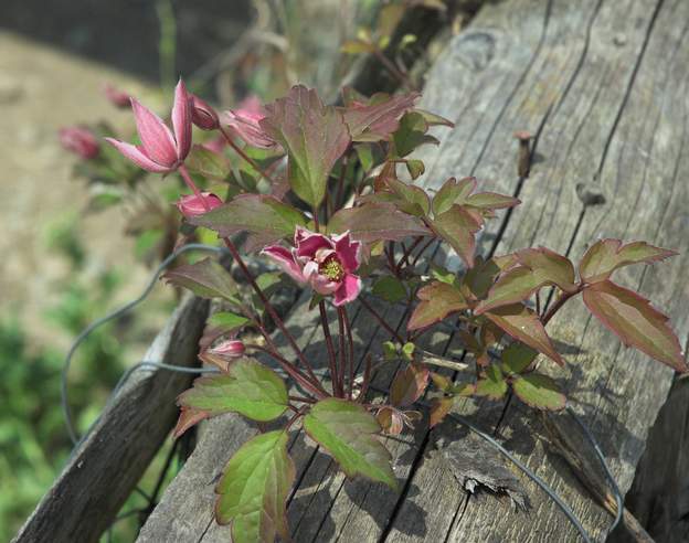 Clematis montana 'Tetrarose' on la fait pousser sur une barrière près des poneys, elle ne leur semble pas comestible, ça tombe bien.