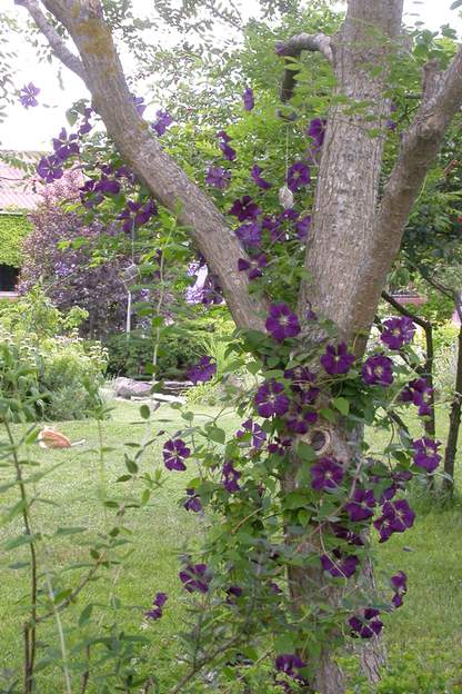 Clematis viticella 'Etoile Violette' 2006 Petite clématite, pas très vigoureuse mais très fleurie. Elle escalade le Sophora japonica dont l'ombre légère lui permet de fleurir à merveille au printemps....