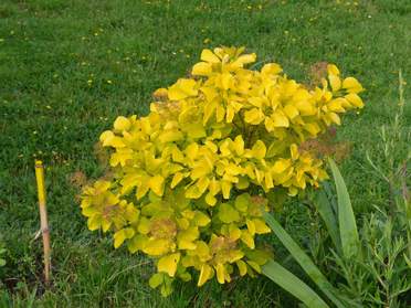 Cotinus