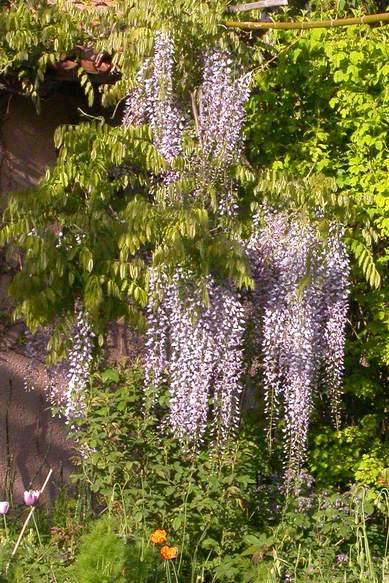 Wisteria floribunda 'Macrobotrys' 2006 C'est une glycine japonaise. Elle fait d'immense grappes assez tardives, fin avril. Nous la formons en arbre. Notre premier essai est trop bas, du coup ses...