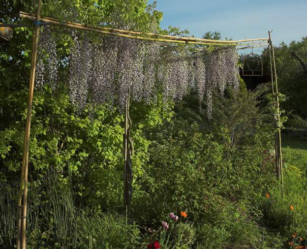 Wisteria floribunda 'Macrobotrys' 2008 à partir de 2007, on essaye de la conduire comme un rideau. Ses fleurs ont une couleur un peu fade. En revanche, elles donnent de par leur longueur comme un...