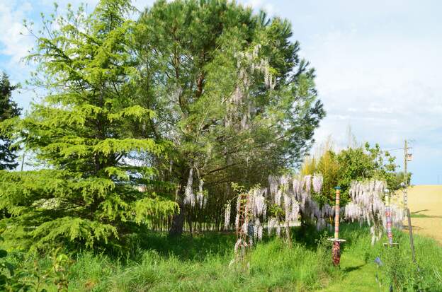 Wisteria floribunda 'Rosea' 2026 04 Elle a envahi le parasol. En revanche elle ne veut pas aller sur la partie ouest prévue pour…