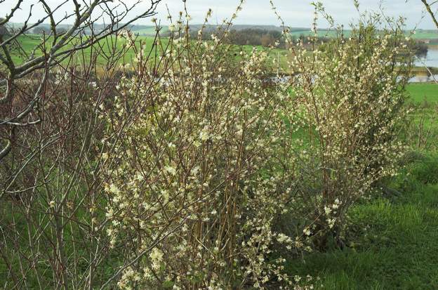 fragantissima 1 il fleurit tout l'hiver, et sent le chèvrefeuille, comme c'est bizarre ! Attire énormément les abeilles.