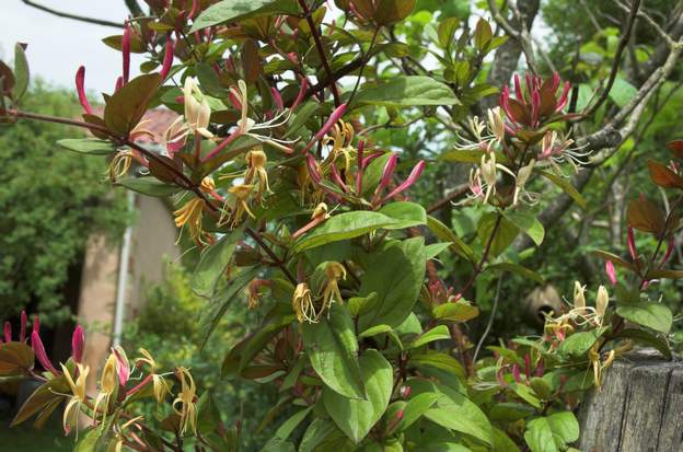 japonica 'Chinensis' japonica 'Chinensis' ! les botanistes n'hésitent pas à donner des noms totalement idiots. Le japonica normal est vert, alors que celui-ci est pourpre.