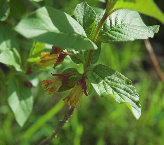 ledebouri involucrata