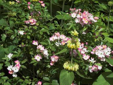 Hybrides musqués
