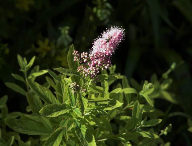 billardii fleurs rose en panicules serrées de forme conique allongée, fleurie tard, fin juin les premières fleurs. C'est pourquoi on l'a mis dans l'un des endroits les...