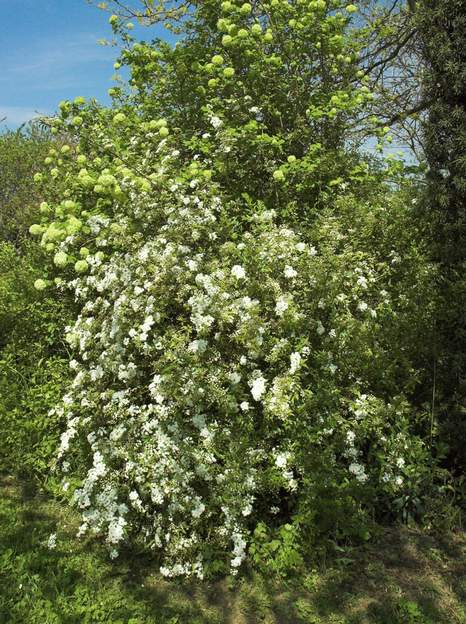 cantoniensis 'Florepleno' 2007 À petites fleurs doubles en fait. Splendide, elle se marie très bien avec la boule de neige qui la surplombe. Quand l'énorme févier doré devient doré,...