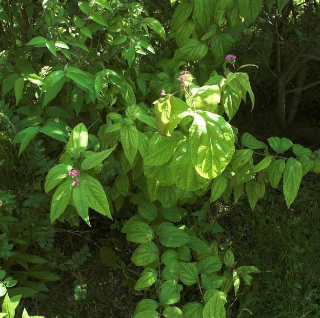 japonica 'Macrophylla' 2008 06