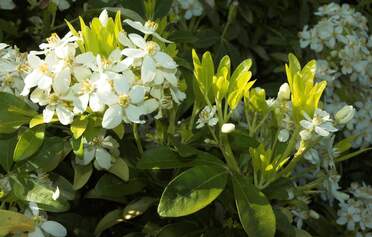 Choisya C'est l'oranger du Mexique. Les deux principales espèces sont Ternata et Dumosa, beaucoup hybridées maintenant.