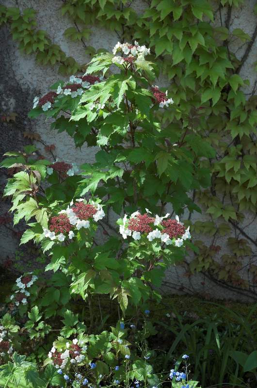 Viburnum sargentii 'Onondaga' a 2008