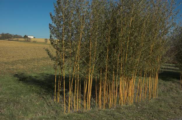 Phyllostachys aureosulcata 'Aureocaulis' 2012-03 Très beau bois doré. Comme la plupart des Phyllostachys, il trace fort. Là il a une douzaine d'années, pour l'instant je peux le maintenir dans le fossé,...