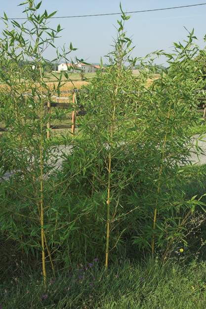 Phyllostachys bambusoides 'Castillonis' b 2006 Replanté dans le fossé au nord en 2004 pour voir s'il pousse mieux.