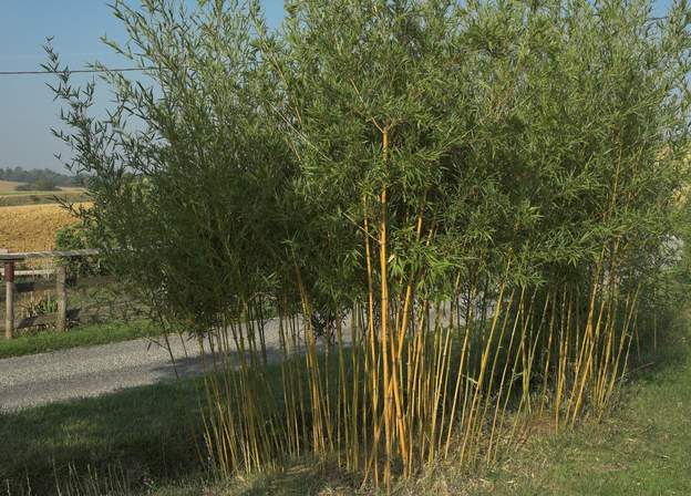 Phyllostachys humilis 2006 Ce bosquet a été planté en 1999, mais dans ce coin tout pousse lentement. La taille déclaircissement est presque indispensable pour le mettre en valeur. Sinon...