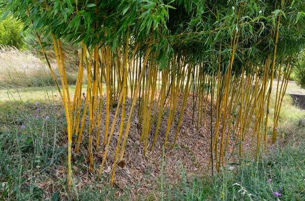 Phyllostachys humilis 2012 complètement à gauche on a quelques castillonis qui font ce qu'ils peuvent. Les humilis sont aussi gros et aussi haut ! tout dépend de la date de poussée ...