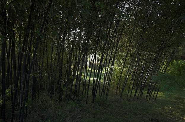 Phyllostachys nigra 2008-10 Les cannes sont particulièrement belles si on les met un peu en valeur, ici dans le soleil ras d'un matin d'automne.