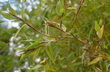 Floraison 'Castillonis' En 2018 Les deux exemplaires de ce bambou (l'un étant un bout de l'autre) ont fleuri. Ils ont remis ça en 2019.