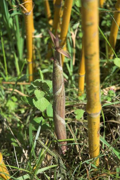 Turion du Phyllostachys aureosulcata 'Aureocaulis' Vigoureux, hein ? un peu envahissant aussi !