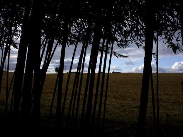 bambous noirs L'influence des jardins japonais est manifeste, non ? les bambous sont éclaircis en nombre et nettoyés sur la tige afin de laisser la vue passer à travers. De...