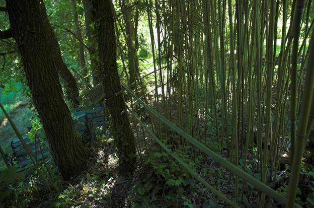 chemin 2009 Les Phyllostachys viridi-glaucescens ont pris beaucoup de place, alors on a fait un chemin à travers leur jungle.