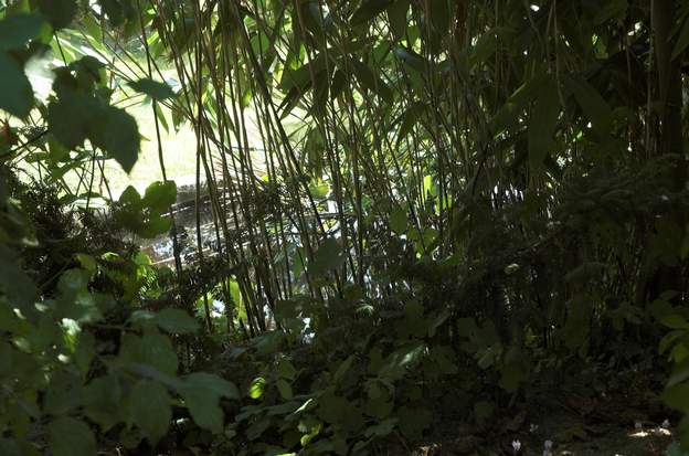 effet les Sasa palmata étant taillés, l'effet de transparence est vraiment bien !