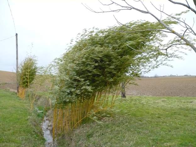 Tempête en 2009. La tempête du samedi 24 janvier 2009 n'a pas fait de dégâts réels. les bambous qui l'ont pris de plein fouet se sont couchés. Ah si, il y a quand même un chaume...