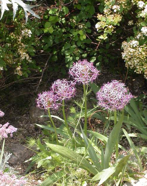 Allium christophii