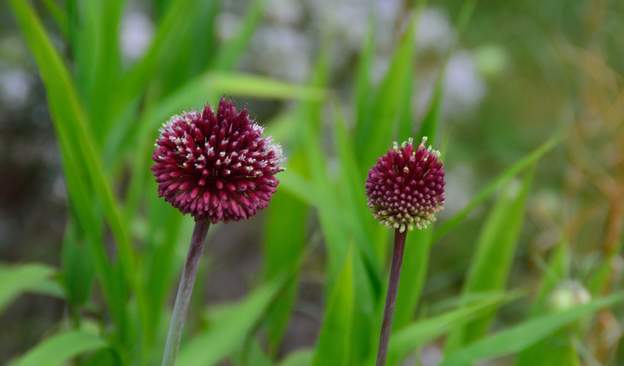 allium amethystimum 'Red Mohican' 2022 06 Un petit nouveau dans le massif de Coline.