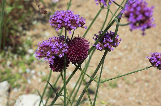 allium sphaerocephalon très jolis avec les fleurs d'été.