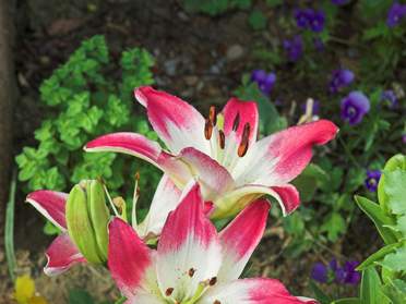 Lys